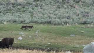 Yellowstone wolves Big Blaze [upl. by Ayna]