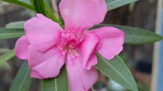 Nerium oleander [upl. by Aihsened225]