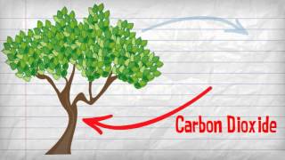 What Is Photosynthesis By Eby Harvey [upl. by Narot204]