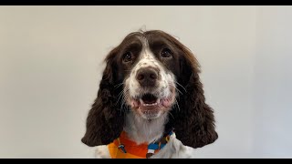 Springer Spaniel Full Groom  Dog Grooming [upl. by Naujahs538]