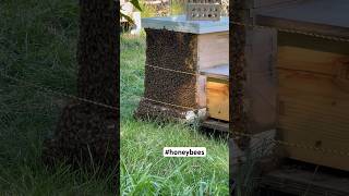 Beard of bees honeybee apiary savethebees [upl. by Twedy408]