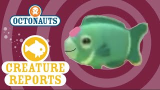 Octonauts Creature Reports Humphead Wrasse [upl. by Nevuer206]