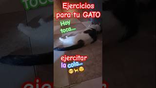 Ejercicios para tu gato 🐈🫣😬5 cat gatosgrasiosos gatos gatossaludables gato gatosmaravillosos [upl. by Grogan]