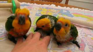 7 week old baby Jenday Conures [upl. by Einor]