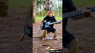 Monyet lucu nyanyilip sync monyet monkey funny videolucu jambrud animals [upl. by Eanahs]