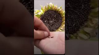 Grow Sunflowers FAST 🌻 Seed to Sprout in DAYS 🌱 GardeningTips SunflowerMagic Seeds [upl. by Zobias]