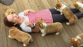 20 Minutes of Adorable Puppies 🐶 [upl. by Carpet]