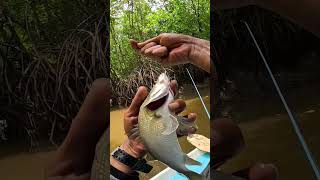 barramundi fishing fishingvideo [upl. by Noyahs]