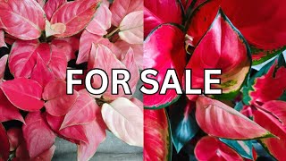 plants for saleonline 8281723614 [upl. by Saravat]