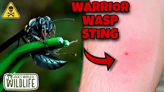 WARRIOR Wasp STING Ft DannyBerk [upl. by Cowey]