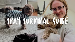 SPAY SURVIVAL GUIDE  What to expect amp how to keep calm [upl. by Leima]