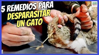 🐈 ¿CÓMO DESPARASITAR A UN GATO INTERNAMENTE CON REMEDIOS NATURALES Y CASEROS🐈 [upl. by Greenwald245]