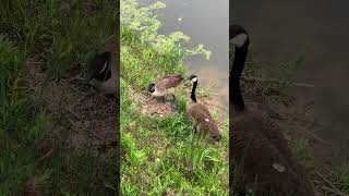 2 beautiful Geese posting cute near a pondCincinnatiOHIOUSACreative Kidsnature birds shorts [upl. by Notle]