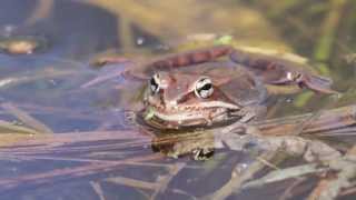 Wood Frog calling [upl. by Erhard429]