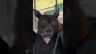 Flying foxes Large flying fox Chiroptera Bats Leschenaults rousette [upl. by Lajet]