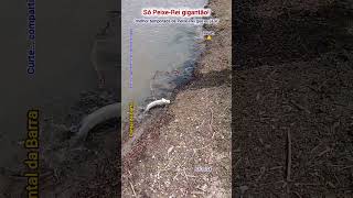 Baita temporada de PeixeRei fishing pescaria pescador pesca viralvideo [upl. by Thorvald547]