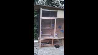 My small racing pigeon loft [upl. by Ennaej]