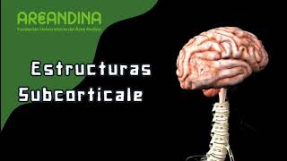 Estructuras corticales y subcorticales eje 4 Neuroanatomía Areandina [upl. by Fayre]