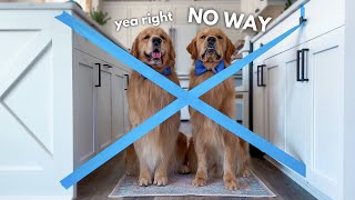 My Dogs React to the Painters Tape Challenge [upl. by Notlew]