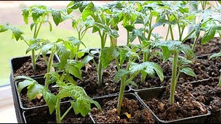 Namaste Kishan About TOMATO SEEDLING गोल्भेडाको बिउ उमार्ने तरीका [upl. by Haela454]