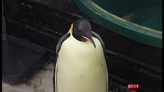 Emperor penguin recovering in care after epic journey from Antarctica to Western Australia [upl. by Tiernan]