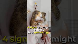 ✨Online Guinea Pig Test How many signs are like you ✨ funny shorts pets guineadad guineapig [upl. by Eceerahs981]