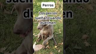 Comportamiento de los perros 6 [upl. by Esiouqrut448]