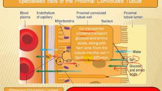 The formation of urine [upl. by Vasili]