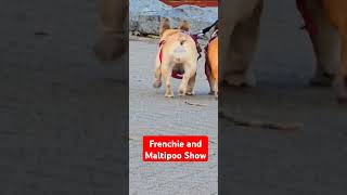 Frenchie and Maltipoo Show [upl. by Dorinda]