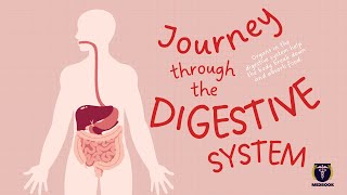 How Digestive System Works [upl. by Graehme]