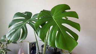 Monstera 4 Weeks After Division  June 23 2022 [upl. by Agnew]