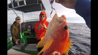 Slow Jigging for Long Fin Orange Perch off Sydney  Shimano Ocea Jigger 2000  1st drop of the Day [upl. by Niven]