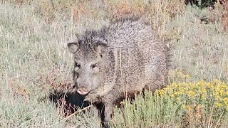 JAVELINA NORTHERN ARIZONA arizona wildlife hunting nature javelina [upl. by Larkin]