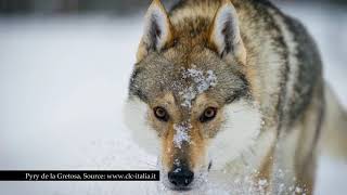 A History of the Czechoslovakian wolfdog [upl. by Alleciram]