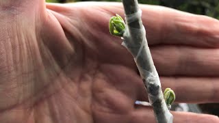 White Sapote my first ever attempt at grafting Casimiroa Edulis the scion variety is McDill [upl. by Aletta]