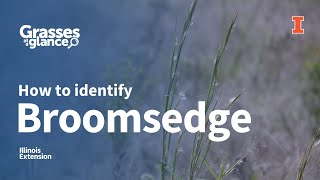 How to Identify Broomsedge  Grasses at a Glance [upl. by Atiuqrahs888]