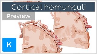 Motor and sensory cortical homunculus preview  Human Neuroanatomy  Kenhub [upl. by Dikmen]