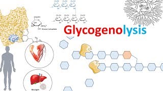 Glycogenolysis and its regulation [upl. by Ahtar234]