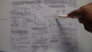 Codificación Sensitiva [upl. by Meridel]