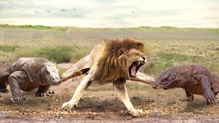 Aghast The Brutal Moment When the Fierce Lion Couldnt Avoid The Giant Lizard Bites Wildlife 2023 [upl. by Bancroft187]