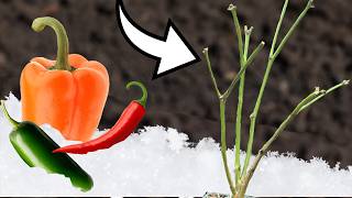 OverWinter Your Pepper Plants In Any Climate [upl. by Lehet931]