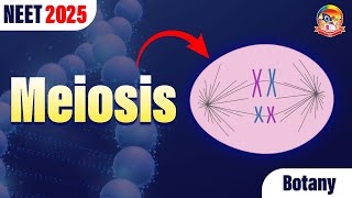 Meiosis  Cell Division  NEET Botany  NEET 2025 srichaitanyagosala [upl. by Weirick]