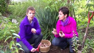 Episode 26 Tips for Planting Fall Bulbs [upl. by Attekram]