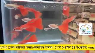 Breeding Guppy Albino Full RedRed MoscowBrahmanbaria ornamental fish breeding and Research centre [upl. by Hanley478]