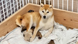 【柴犬 子犬】母犬に守られて安心する生後1日目の子犬たち [upl. by Hofmann]