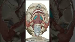 Salivary Glands in one minute  Digestion and Absorption NEET 2023 [upl. by Voss]