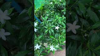 flowers beautiful greenpark k shortsvideo shorts amazing [upl. by Annodal]