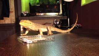 TUTO  Nourrir un lézard [upl. by Caryl]