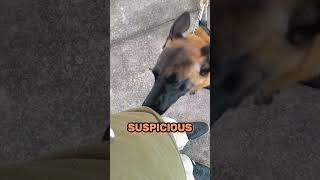 Insanely Fast Police Dog 😱 [upl. by Ahsemrak]