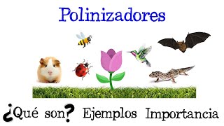 🌷 ¿Qué son los Polinizadores 🐝 Ejemplos e importancia Fácil y Rápido  BIOLOGÍA [upl. by Deryl419]